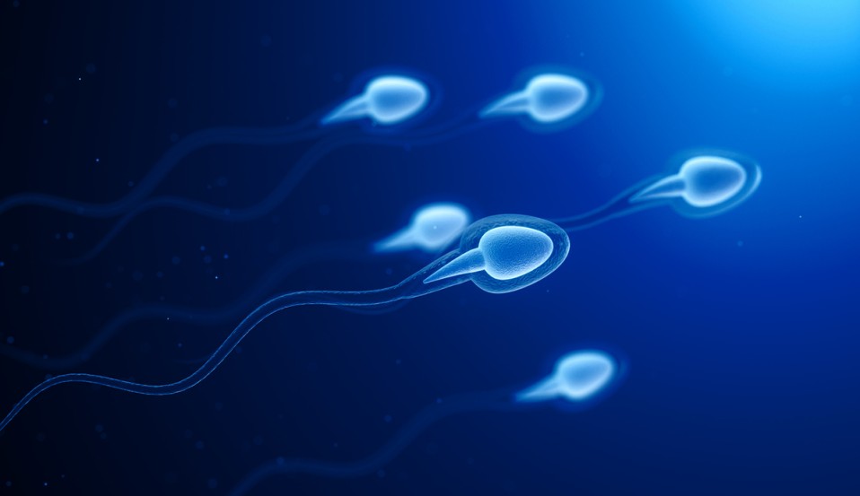 Fertilidade Masculina: 5 Motivos por trás da Queda na Contagem dos Espermatozoides