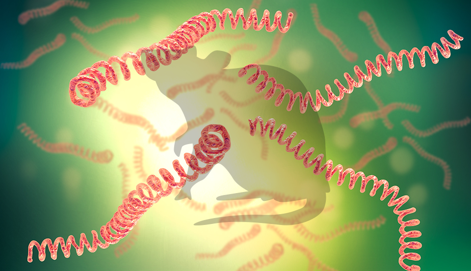 Leptospirose - Exame PCR