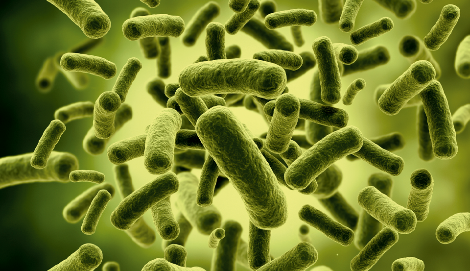 Painel de Meningites Bacterianas e Virais por metodologia de PCR