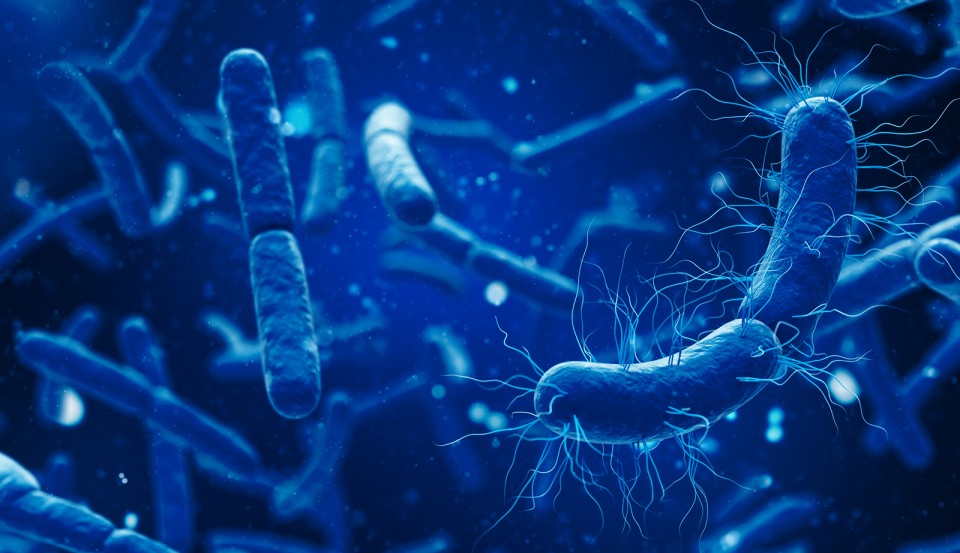Estudo Molecular do Microbioma