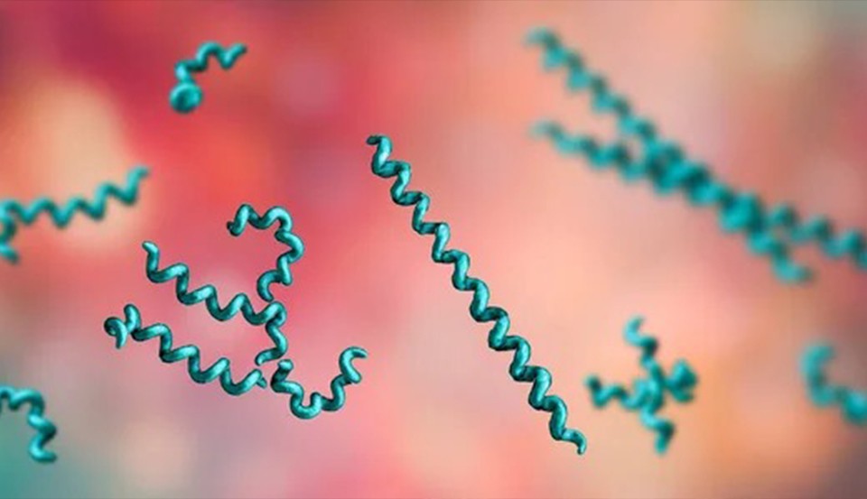 Diagnóstico Laboratorial da Sífilis